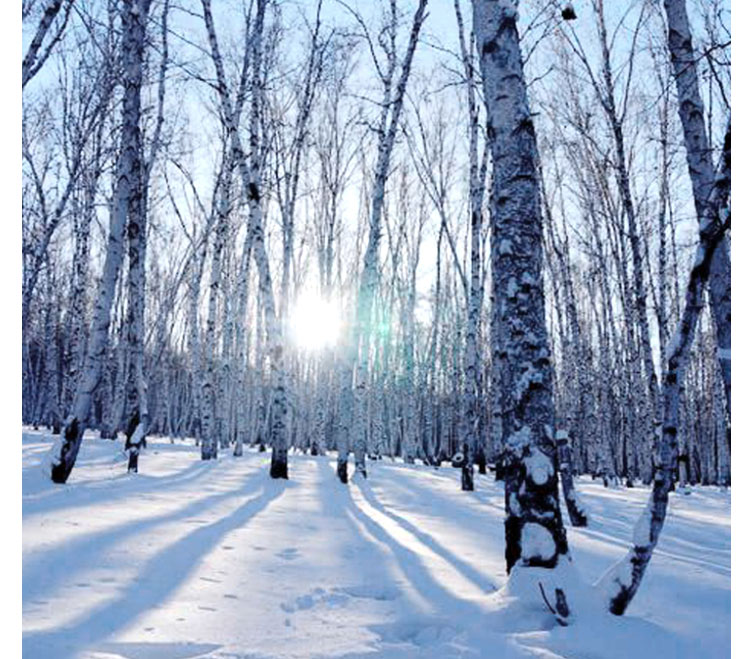 青海體育館球場木地板 體育館球場木地板定制